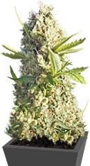 Little Cheese Auto fem (Barney's Farm)