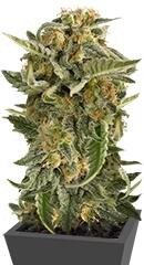 Lost Coast Skunk Auto fem (Humboldt Seeds)