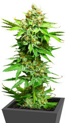 Peanut Butter OGKB fem (Original Sensible Seeds)