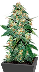 Skunk 47 fem (World of Seeds)