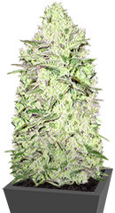 Thunderstruck fem (Sumo Seeds)