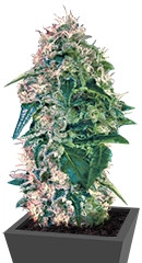 Torpedo fem (VIP seeds)