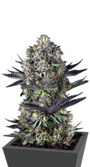 Dos Si Dos 33 fem (Barney's Farm) семена конопли