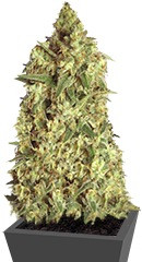 Afghan Cow fem (Dr. Krippling Seeds)