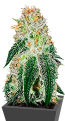 Black Russian fem (Delicious Seeds) семена конопли