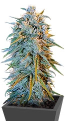 Blue Dream fem (Humboldt Seeds)