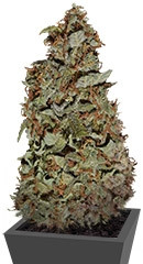 Californian Snow Auto fem (FastBuds)