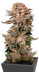 Papaya Frosting fem семена конопли