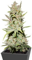 Pineapple Express Auto fem (FastBuds)