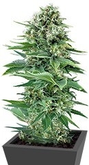 Power Flower fem (RQS)