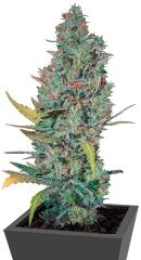 Strawberry Amnesia fem (Dinafem Seeds)