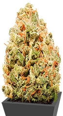 Strawberry Cake fem (Heavyweight Seeds)