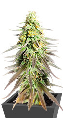 Sugar Black Rose Early Version fem (Delicious Seeds) семена конопли