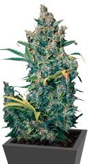 Tundra Auto fem (Dutch Passion)