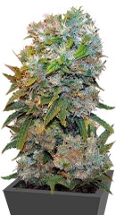 Cream 47 fem (Sweet Seeds)