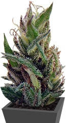 Dr. Grinspoon fem (Barney's Farm)