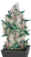 Honey Cream (Fast Flowering) fem (RQS)