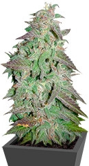 Maroc fem (Female Seeds)