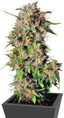 Wild Rose fem (Sweet Seeds)