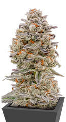 Purple Punch Auto fem (High Speed ​​Buds)