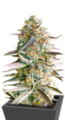 Runtz Fast Flowering fem (Humboldt Seed Organization) семена конопли