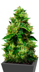 Amnesia Haze Auto Fem (Vision Seeds)