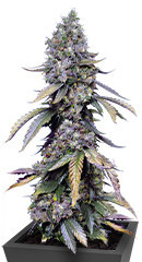 Black Muffin F1 Fast Version fem (Sweet Seeds)