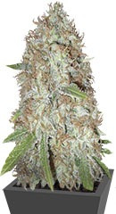 Blue Kripple fem (Dr. Krippling Seeds)