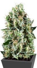 Critical Kush fem (RQS)