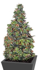 Membrana Hiper Auto fem (VIP seeds)