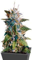 MkAge fem (TH Seeds)