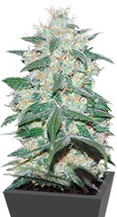 Pakistan Valley fem (World of Seeds)