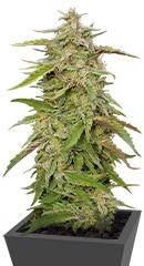 Purple Trainwreck fem (Humboldt Seeds)