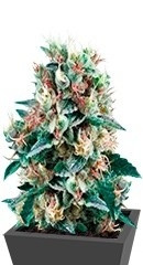 Royal Creamatic Auto fem (RQS)