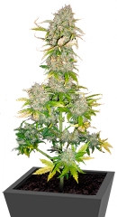 Sweet Cheese Auto fem (Sweet Seeds)