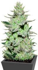 Unknown Kush (Desconocida Kush) fem (Delicious Seeds)