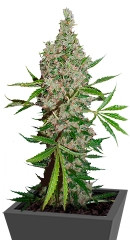 White Widow x The Ultimate regular (Dutch Passion)