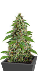 Auto Critical Orange Punch fem (Dutch Passion)