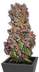 Afrodite fem (Kannabia Seeds)