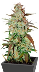 Blue Auto Mazar fem (Dutch Passion)
