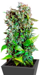 Fast Bud #2 Auto fem (Sweet Seeds)