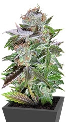 Ice regular (Nirvana Seeds)