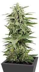Industrial Plant Autoflowering CBD fem (Dinafem Seeds)