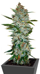 Kali Мist fem (Serious Seeds)