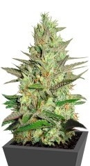 Special Queen 1 fem (RQS)