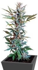 Speed Devil Auto fem (Sweet Seeds)