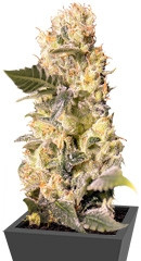 TNT Kush CBD fem (Eva Seeds)