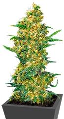 Warlock fem (Serious Seeds)