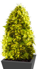 White Widow fem (Victory Seeds)