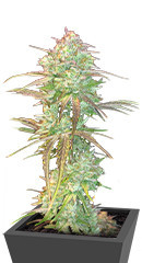 Grateful Dead Auto fem (High Speed ​​Buds)
